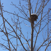 8th Mar 2015 - Snowy Bird's Nest
