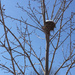 Snowy Bird's Nest by yogiw