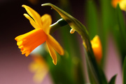 7th Mar 2015 - Indoor Daffodil