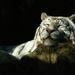 White Tiger by leonbuys83
