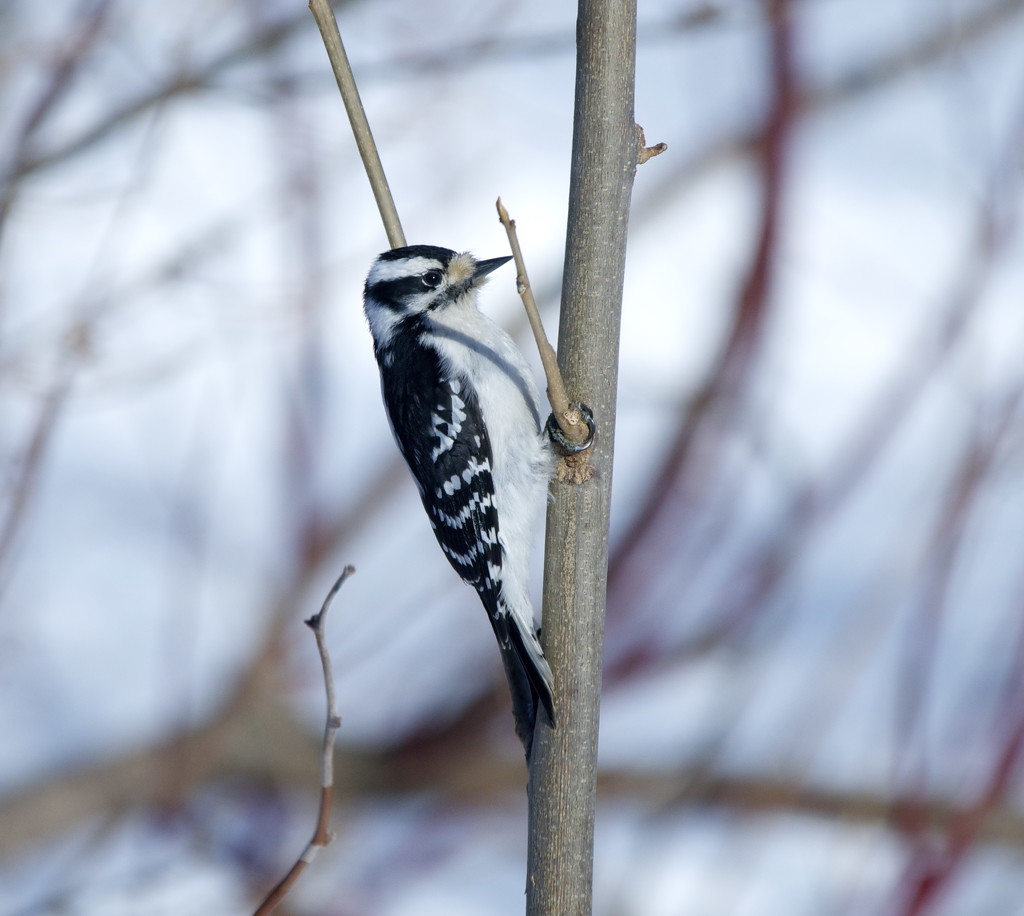 Downy Woodpecker by frantackaberry