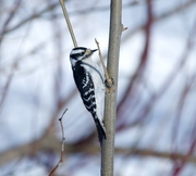 7th Mar 2015 - Downy Woodpecker