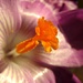 Study of a Crocus by countrylassie