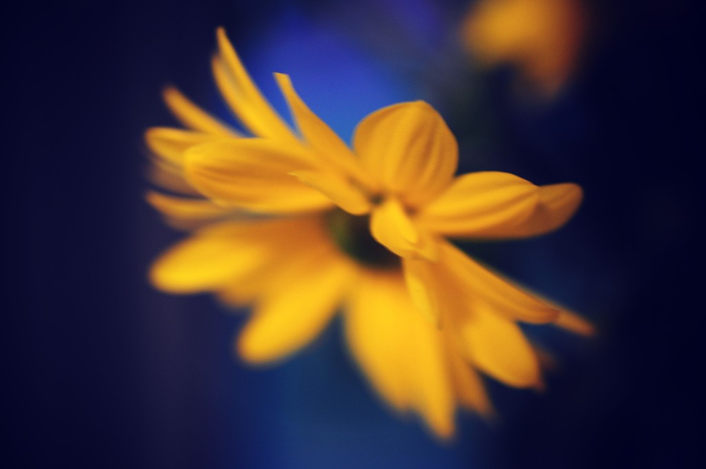 Flower by naomi