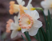 6th Mar 2015 - Daffodil_9723rsz