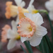 Daffodil_9723rsz by rontu