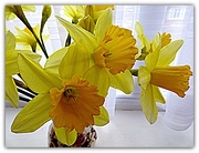 9th Mar 2015 - Daffodil -  birth flower 
