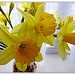 Daffodil -  birth flower  by beryl
