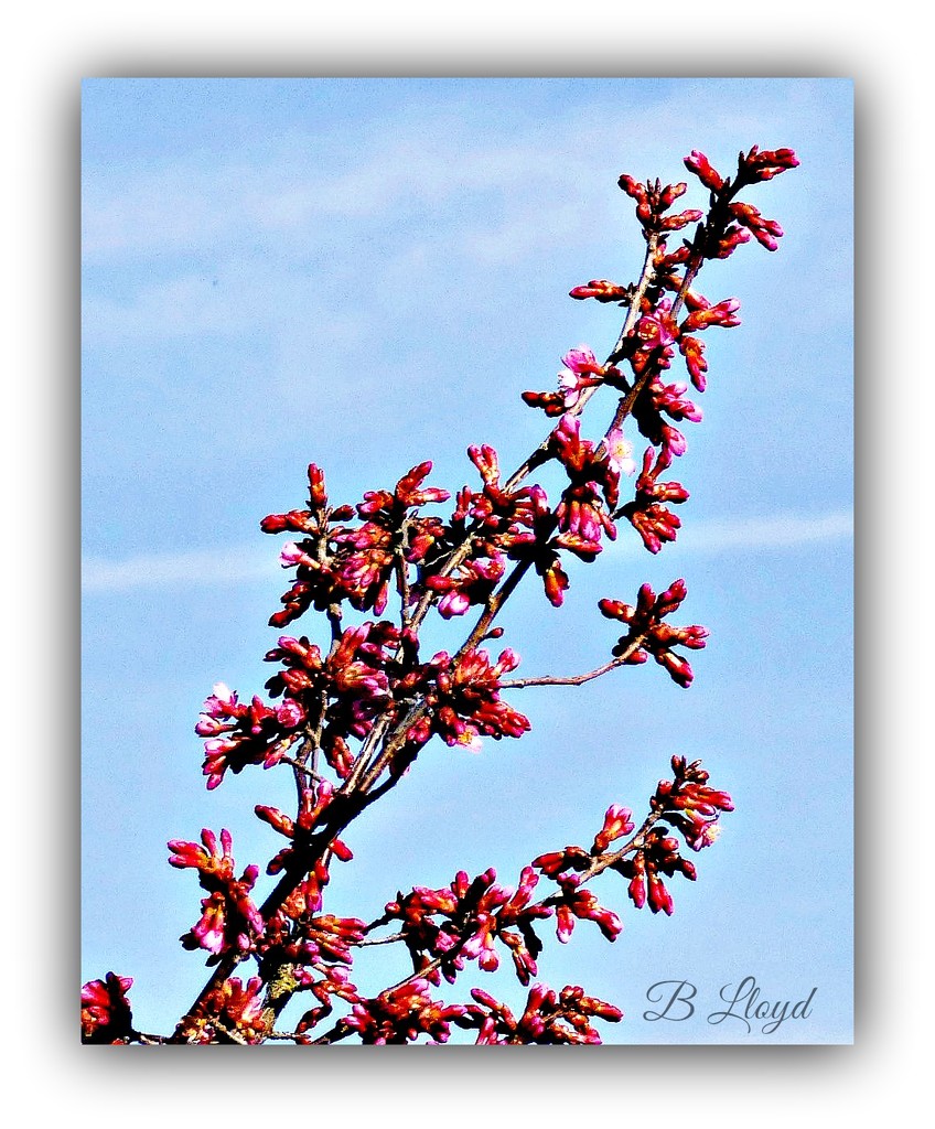 Cherry blossom in bud  by beryl