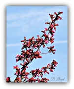 9th Mar 2015 - Cherry blossom in bud 
