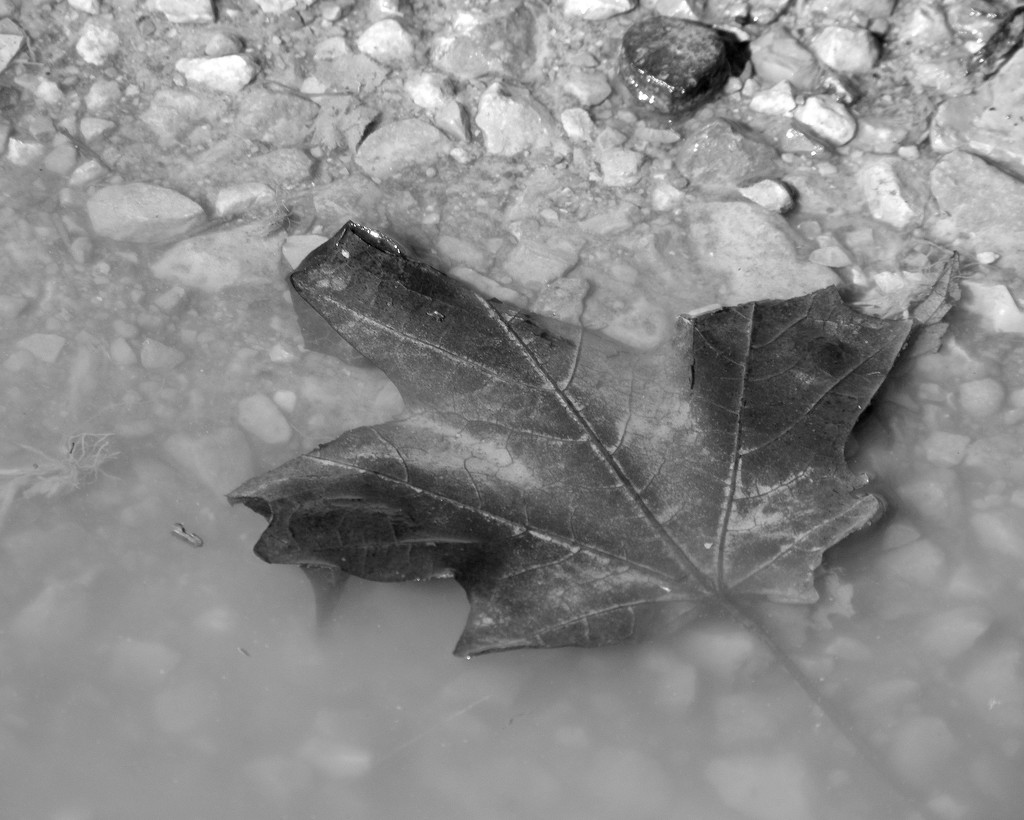 Leaf in the muddly puddle by daisymiller