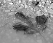 8th Mar 2015 - Leaf in the muddly puddle