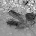 Leaf in the muddly puddle by daisymiller
