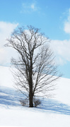 7th Mar 2015 - Tree in Snow