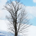 Tree in Snow by april16
