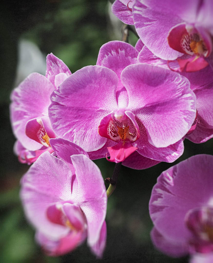 Purple Orchid by rosiekerr