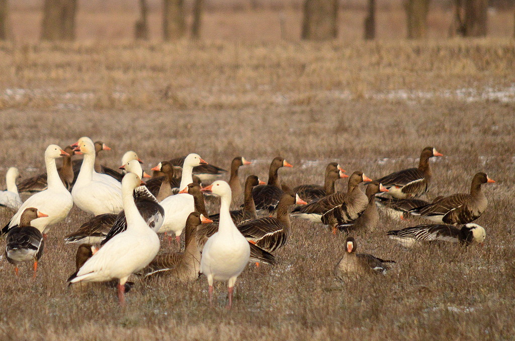 Gaggle of Geese by kareenking