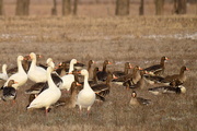 4th Mar 2015 - Gaggle of Geese