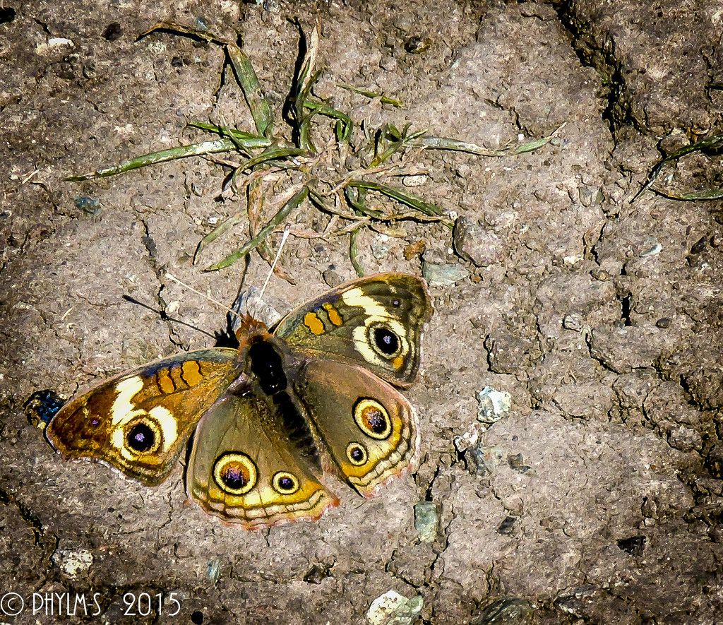 Buckeye Butterfly by elatedpixie