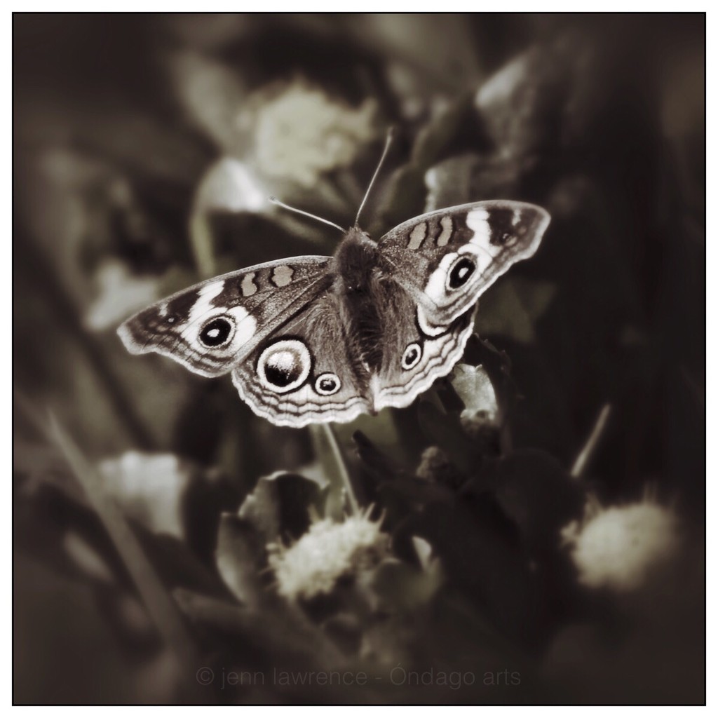 Common Buckeye by aikiuser