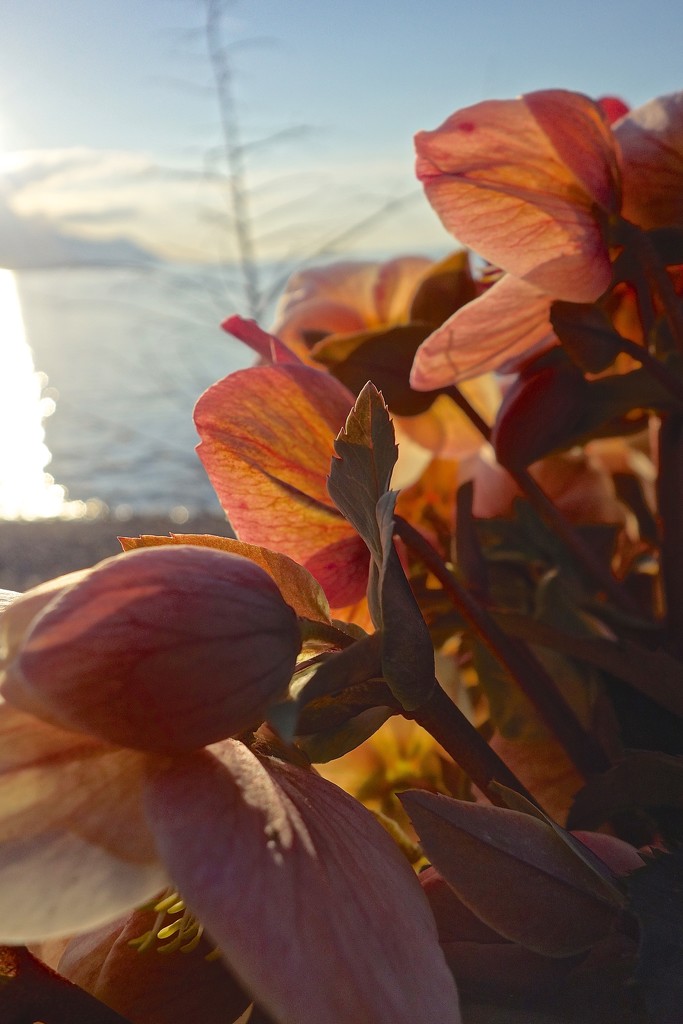 Hellebore by the lake. by cocobella