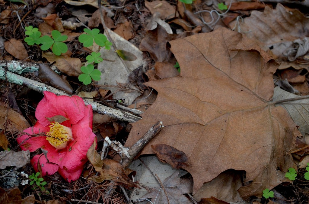 Camellia and forest floor study, Charles Towne Landing State Historic Site, Charleston, SC by congaree
