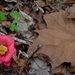 Camellia and forest floor study, Charles Towne Landing State Historic Site, Charleston, SC by congaree