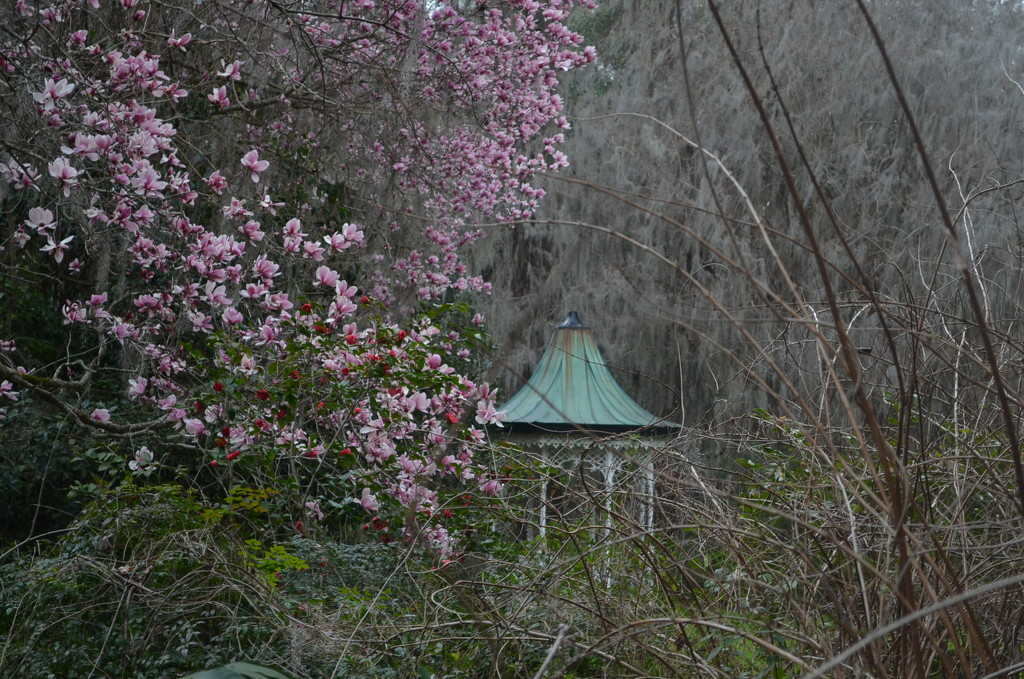 Japanese magnolia in bloom,  Magnolia Gardens. by congaree