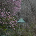 Japanese magnolia in bloom,  Magnolia Gardens. by congaree