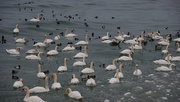 7th Mar 2015 - Swan and Duck Convention