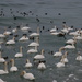 Swan and Duck Convention by selkie