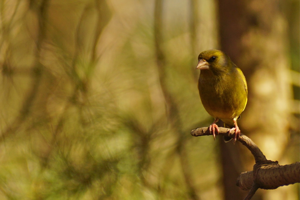 GREENFINCH SITTING IN THE SUN by markp