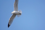 8th Mar 2015 - Flight of the Seagull
