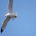 Flight of the Seagull by kerosene