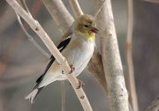 4th Mar 2015 - American Goldfinch