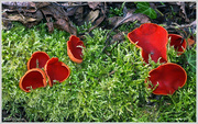9th Mar 2015 - Scarlet Elf Cup Fungi