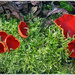 Scarlet Elf Cup Fungi by pcoulson