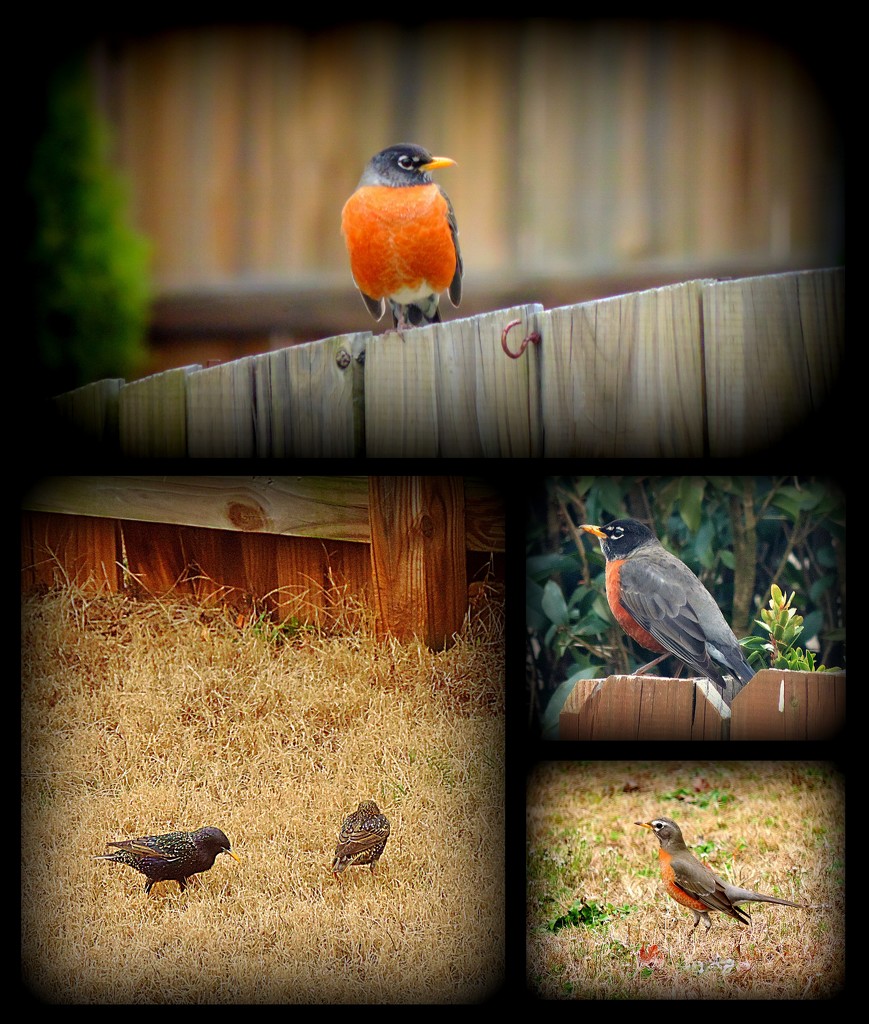 Robins and Starlings by homeschoolmom