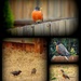 Robins and Starlings by homeschoolmom