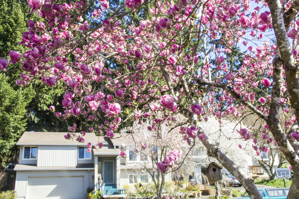 Spring in Oregon by hjbenson