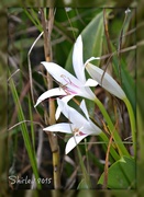 8th Mar 2015 - swamp lily