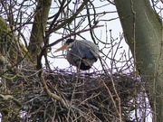 7th Mar 2015 -  Heron Building a Nest