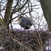  Heron Building a Nest by susiemc