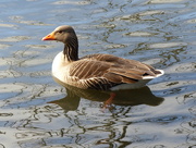 8th Mar 2015 -  Greylag Goose