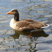  Greylag Goose by susiemc