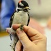 downy woodpecker... by earthbeone