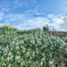 Snowdrop Hill by vignouse
