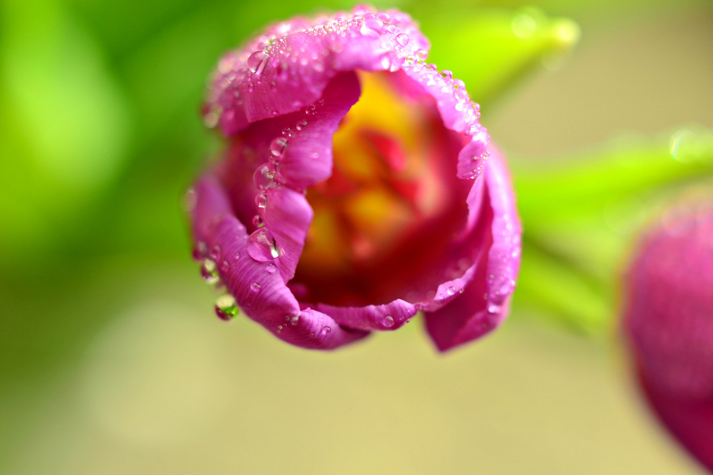 droplets on flower by ziggy77