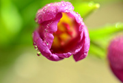 9th Mar 2015 - droplets on flower