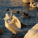 Swan Sun Salutation by selkie